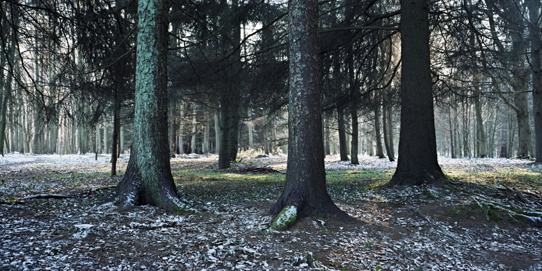 Panoramiques/Forêt de Mormal/2016